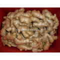 Wholesale Price Air Dried Ginger with good quality